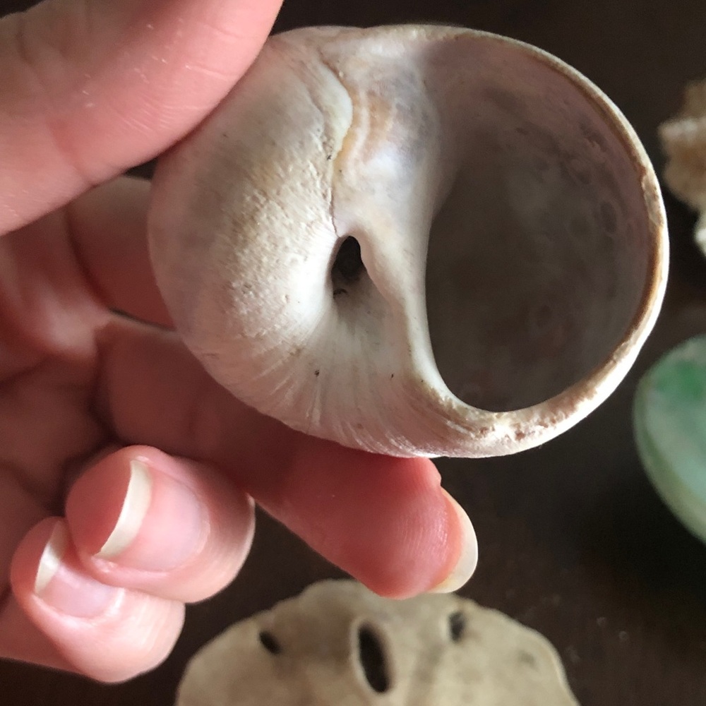 👶🏻 Assorted Seashell Collection - Picture 12 of 15